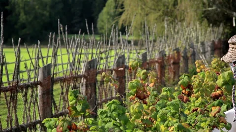 Scarecrow in the fenced farm Stock Footage 32241635