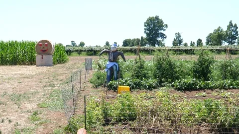 Scarecrow in the field of the farm Stock Footage 114676306