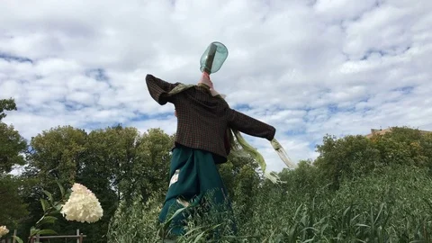 Scarecrow in the field 库存影片 83048083