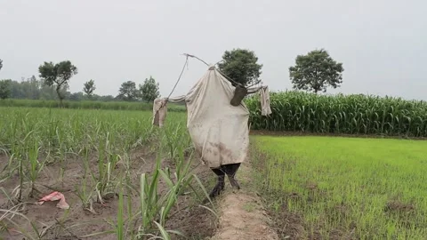 A scarecrow in field 스톡 동영상 133586320