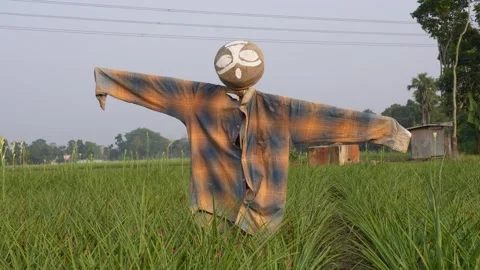 Scarecrow in a field 스톡 동영상 332555505
