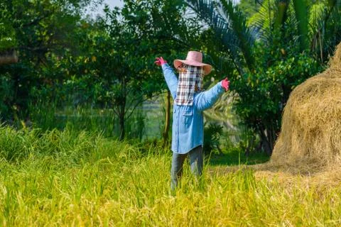 Scarecrow in the field Stock Photos