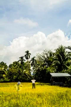 Scarecrow in a field Stock Photos