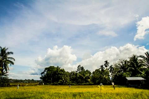 Scarecrow in a field Stock Photos