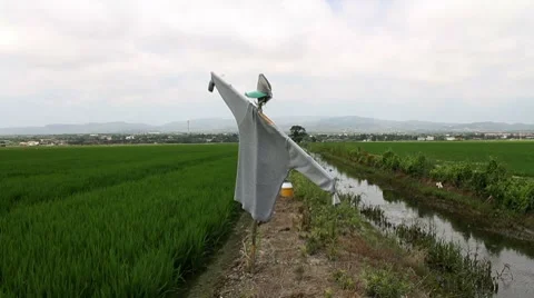 Scarecrow Stock Footage 7757364