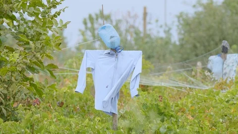 Scarecrow in the garden Stock Footage 116496978