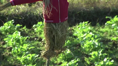 Scarecrow guarding the crops in the field Stock Footage 252483772
