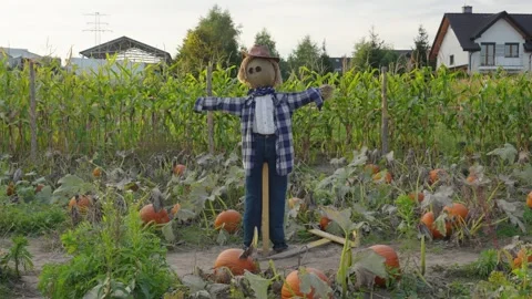 Scarecrow guarding a pumpkin and corn patch Stock-Footage 347202244