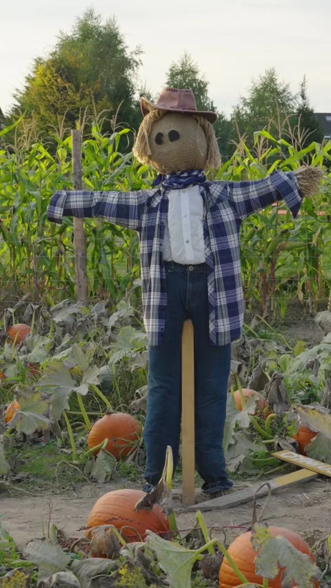 Scarecrow guarding a pumpkin and corn patch Stock-Footage 347321069