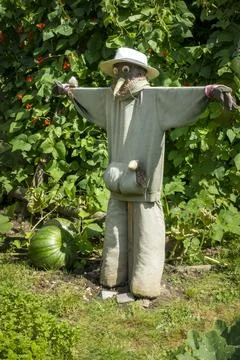Scarecrow guarding a watermelon patch Stock Photos