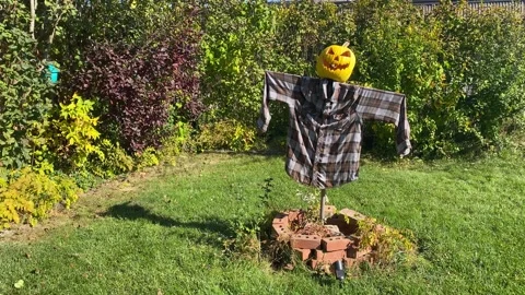 Scarecrow With Jack O Lantern Head Backyard Day Stock Footage 289002501