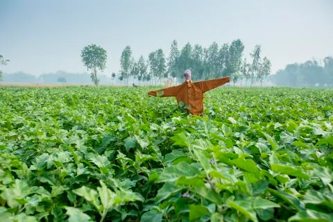 A scarecrow known as "Kaktarua" in Bangladesh in a Eggplant field in Thakurga Stock Photos