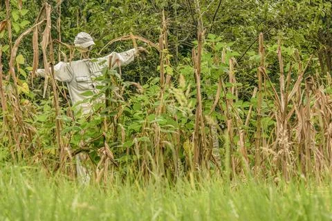 A scarecrow made with a baseball cap, an old shirt and a volleyball ball Stockfoto's