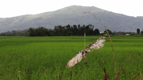 Scarecrow made of a dead bird Stock Footage 1016007