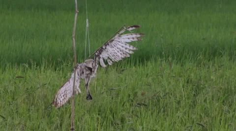 Scarecrow made of a dead bird Stock Footage 1016009