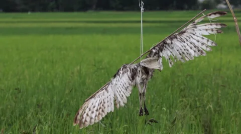 Scarecrow made of a dead bird Stock Footage 1016010