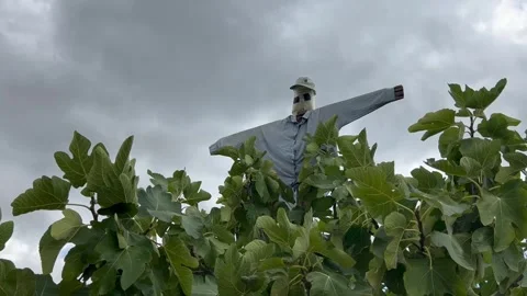 Scarecrow or bird scarer on a tree Stock Footage 337199603