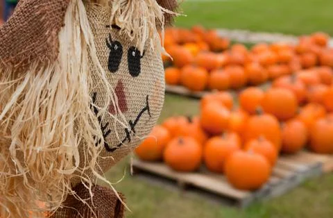 Scarecrow overlooking a pumpkin patch Stock Photos