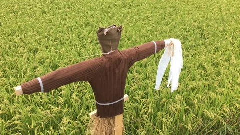 Scarecrow of the paddy fields. Stock Footage 95791951