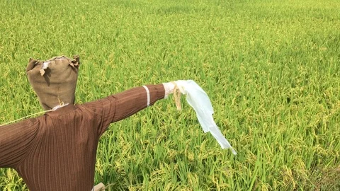 Scarecrow of the paddy fields. Video stock 95792069
