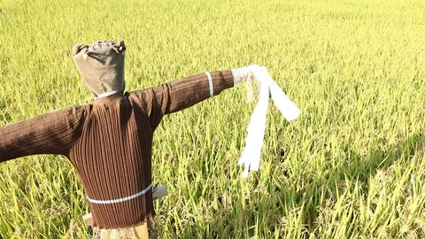 Scarecrow of the paddy fields. Stock Footage 95886904