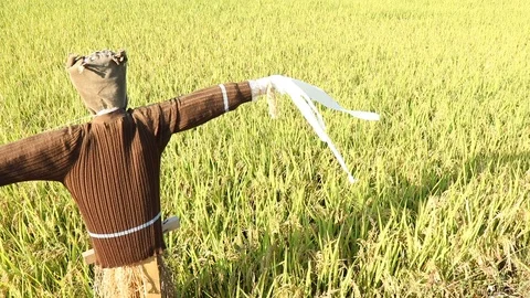 Scarecrow of the paddy fields. Stock Footage 95899926
