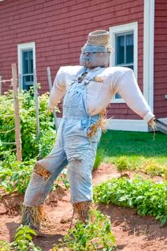 Scarecrow Stock Photos