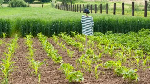 Scarecrow Stock Photos