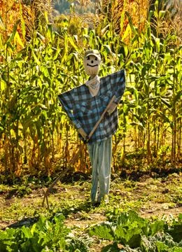 Scarecrow Stock Photos