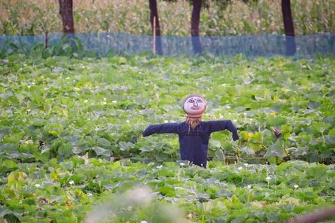 Scarecrow. Foto stock