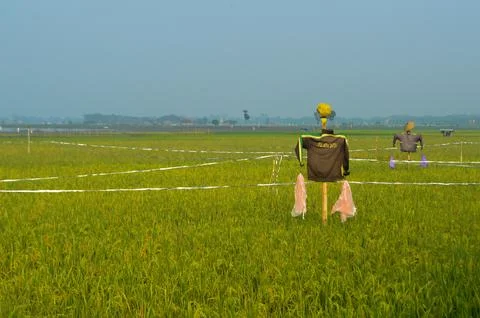 The Scarecrow Stock Photos