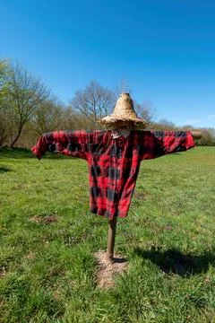 Scarecrow placed on a meadow. Stock Photos