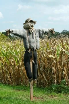 Scarecrow protecting a corn field Foto stock