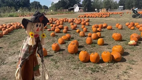 Scarecrow in a pumpkin field Stock Footage 217179285