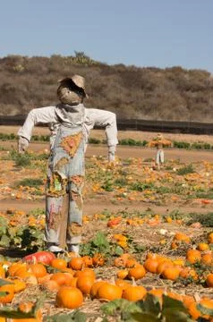 Scarecrow &amp; pumpkin patch Stock-Fotos
