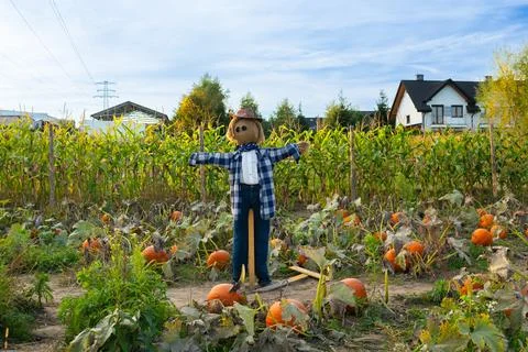 Scarecrow in pumpkin patch surrounded by cornfield during Halloween season Stock Photos