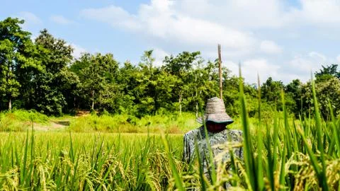 Scarecrow in rice field background of forest and sky. Stock Photos