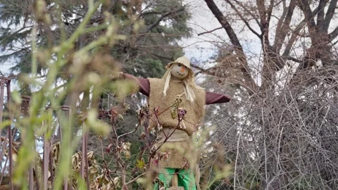 Scarecrow standing in the filed or vegetable garden protecting from birds Stock Footage 301012590