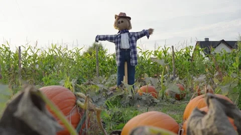 Scarecrow standing in a pumpkin patch field for halloween Stock-Footage 347883985
