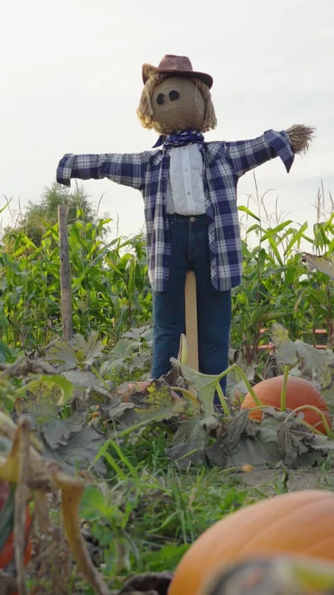 Scarecrow standing in a pumpkin patch field for halloween. Vertical video Stock-Footage 347928640