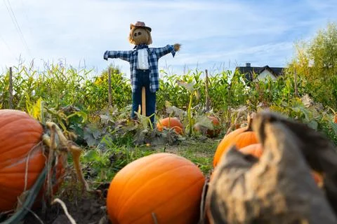 Scarecrow stands in pumpkin patch during Halloween season Stock Photos