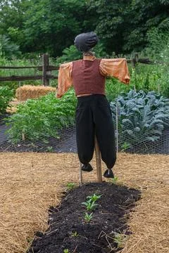 A scarecrow stands in a vegetable garden patch Stock Photos