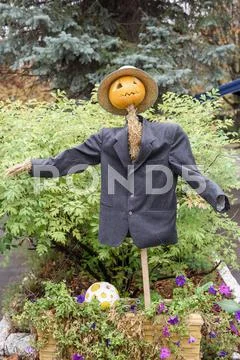 Scarecrow in suit and pumpkin head Stock Photos
