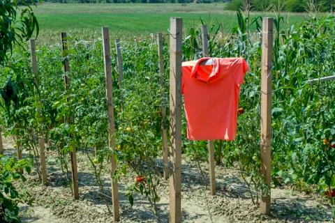 Scarecrow in tomato Stock Photos