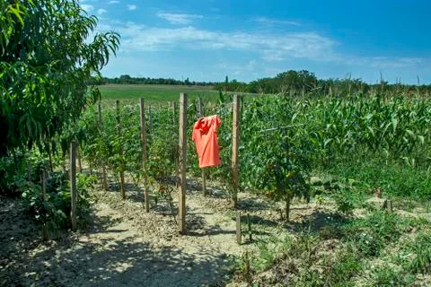 Scarecrow in tomato Stock Photos