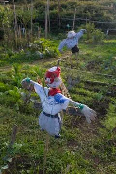 Scarecrow in a vegetable garden Stock Photos
