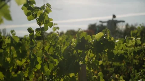 Scarecrow in a vineyard Stock Footage 152145765