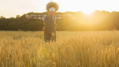 Scarecrow in a wheat field at sunset Video stock 104199247