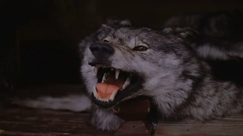 Scarecrow of a wolf. Open mouth. Stock Footage 73962870