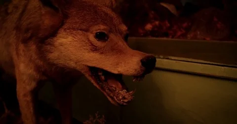 Scarecrow of a wolf. Open mouth. Stockbeeldmateriaal 79959255